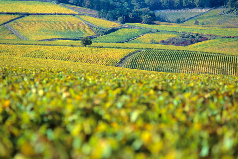 Featured producer secondary image